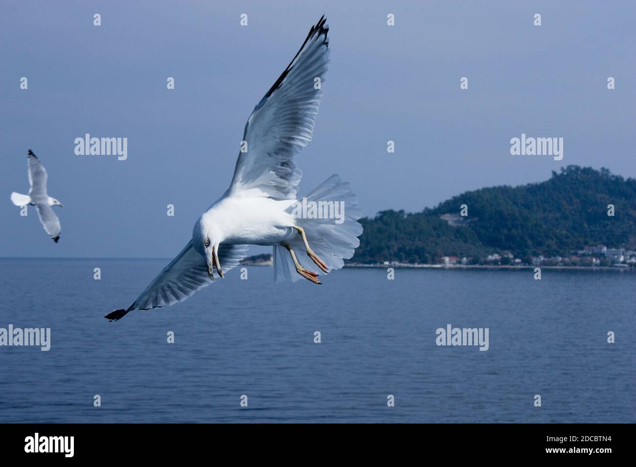 Fliegende Möwe über dem Meer in Griechenland Stockfoto