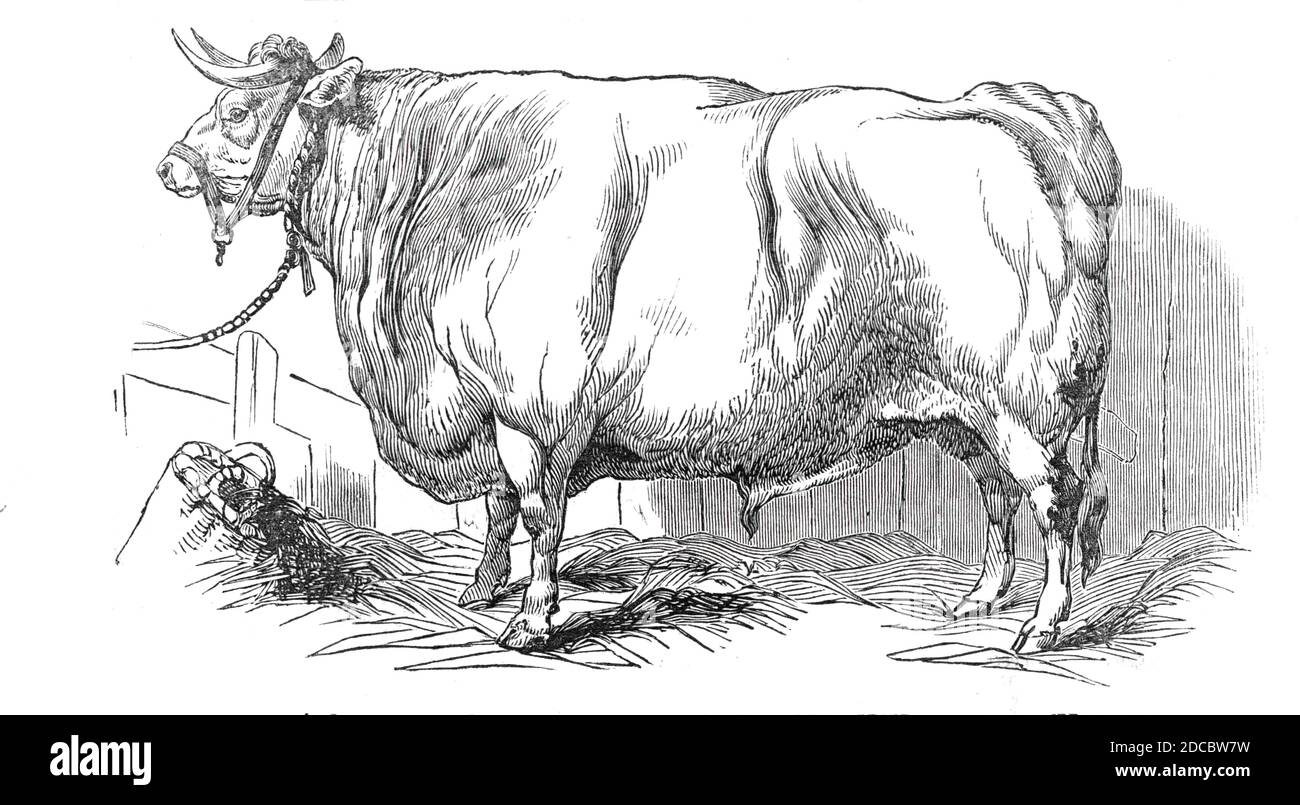 Mr. Smiths 3 Jahre und 3/4 Monate alter Kurzhörner Steer - Preis &#xa3;20, und Silbermedaille, 1844. Ausstellung auf der Smithfield Club Christmas Cattle Show in London.aus "Illustrated London News", 1844, Vol Stockfoto