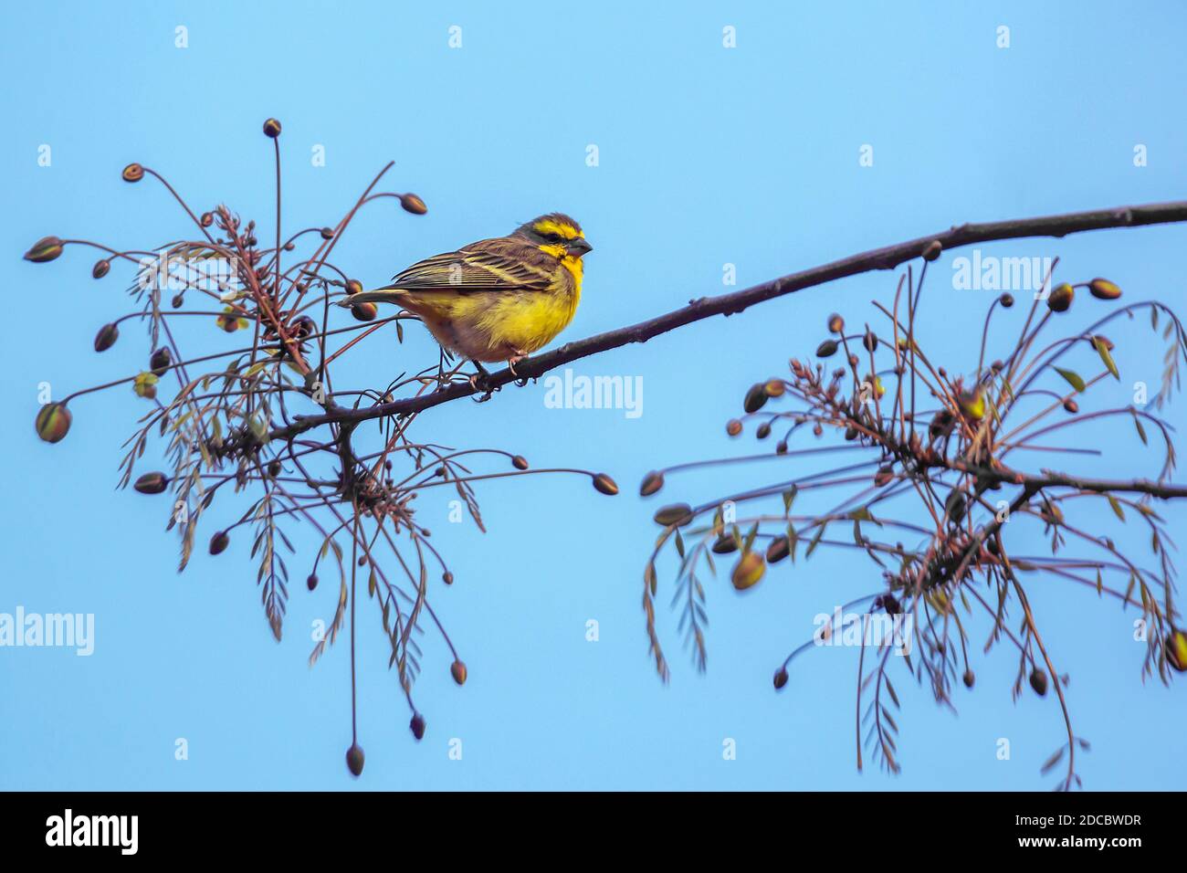 Gelb fronted Kanarienvogel stehend auf Zweig isoliert in blauen Himmel im Kruger Nationalpark, Südafrika ; specie Crithagra mozambica Familie von Fringillida Stockfoto