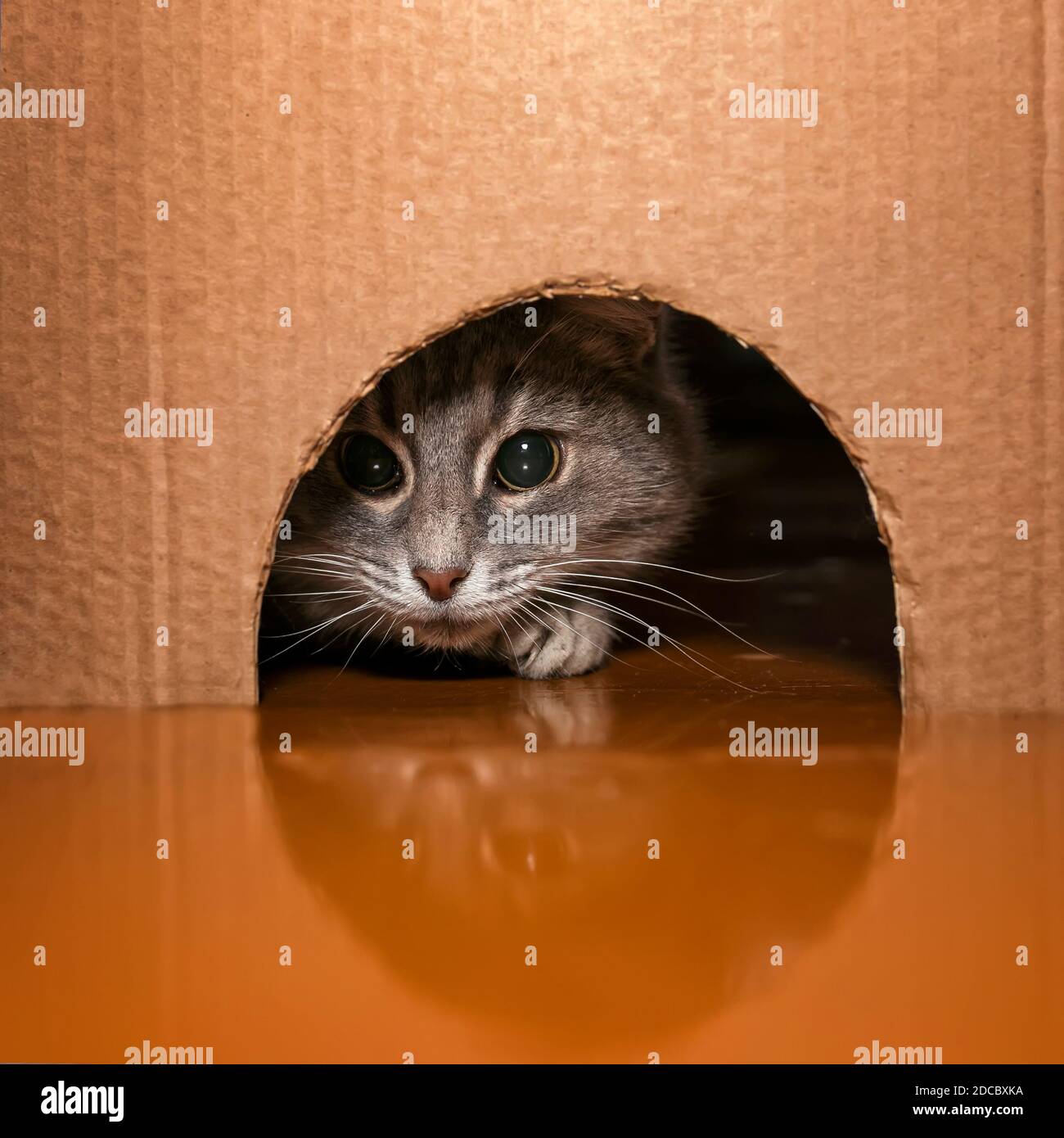 Niedliche gestreifte Katze gucken in ein Loch in einer Pappe Box auf der Suche nach Beute Stockfoto