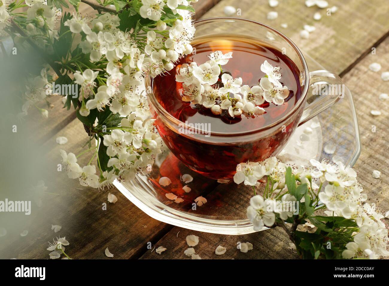 Kräuterdorntee aus Blütenknospen um blühende Äste auf rustikalem Holzhintergrund, Nahaufnahme, Kopierraum, Herzgesundheit und gesundes Kräutergetränk Stockfoto