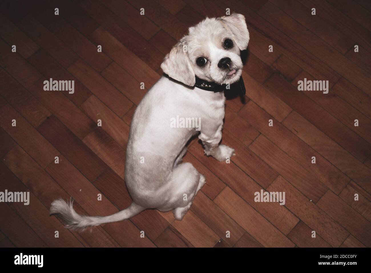 Porträt eines weißen kleinen Hundes Stockfoto