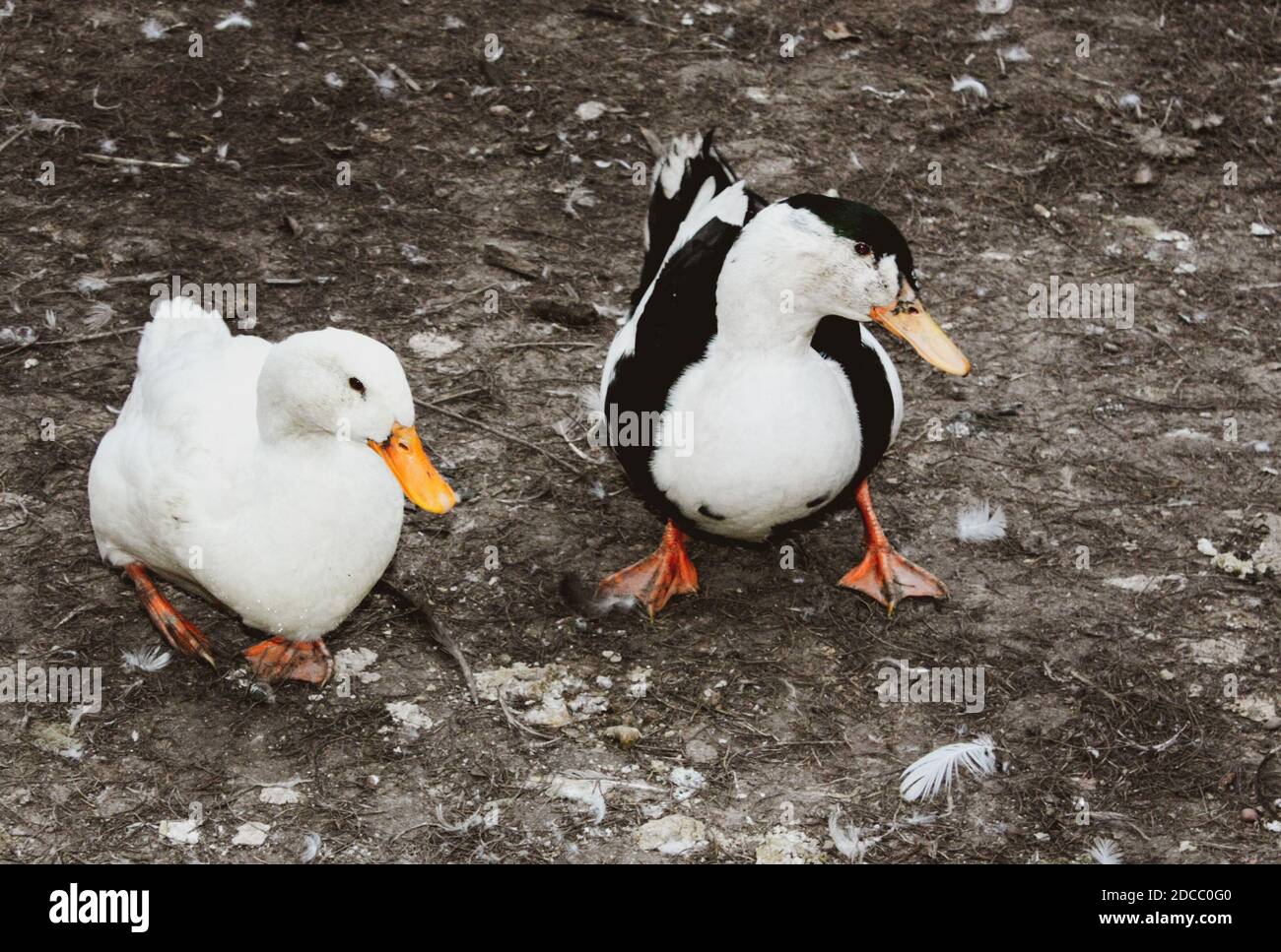 Zwei Hausenten im Garten Stockfoto