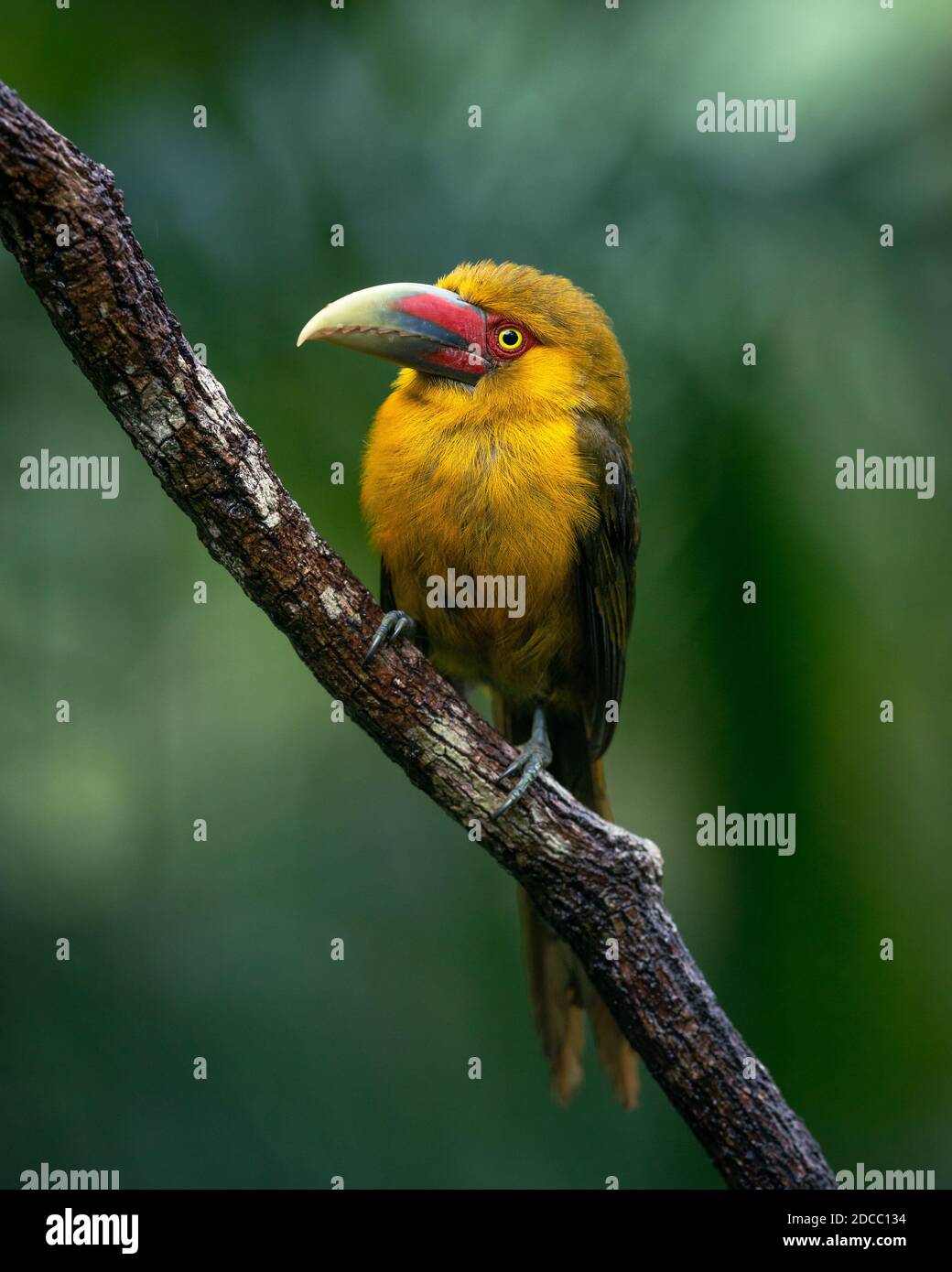 Safrantucanet (Pteroglossus bailloni) aus dem atlantischen Regenwald Stockfoto