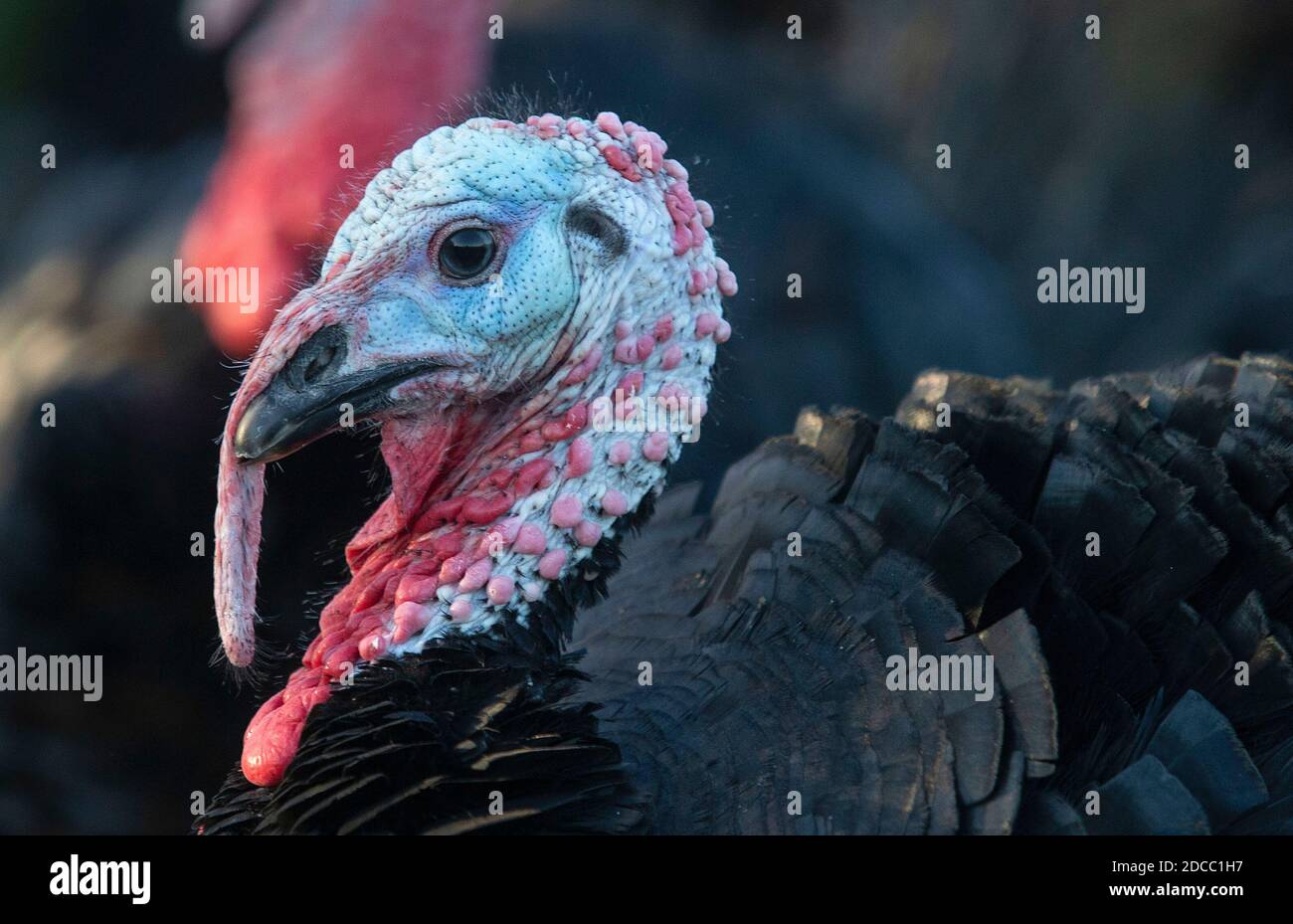 Farmer Darragh McCullagh, der auf seiner Farm in Elmgrove in Gormanstown, Co. Über 300 im Freien aufgezogene, grasgefütterte Bronzehühner hat. Meath, türkei Stockfoto