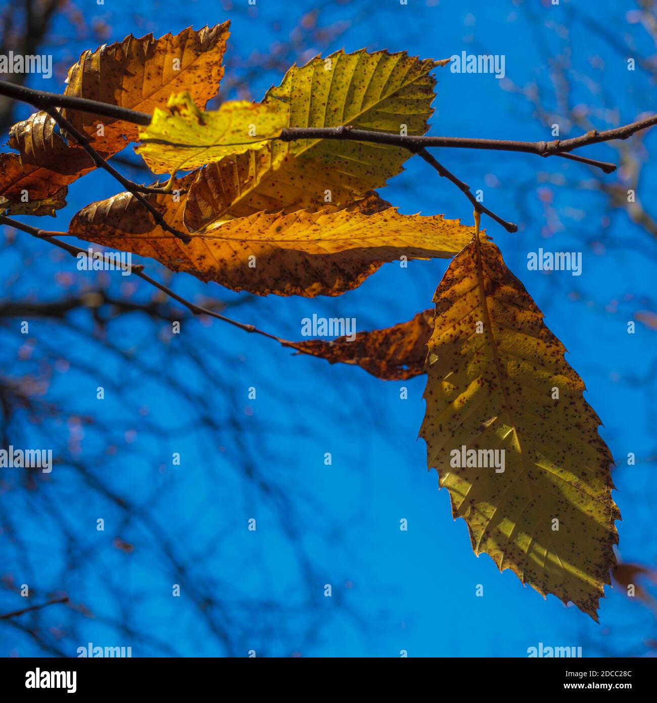 Nahaufnahme der bunten süßen Kastanienblätter im Herbst. Stockfoto