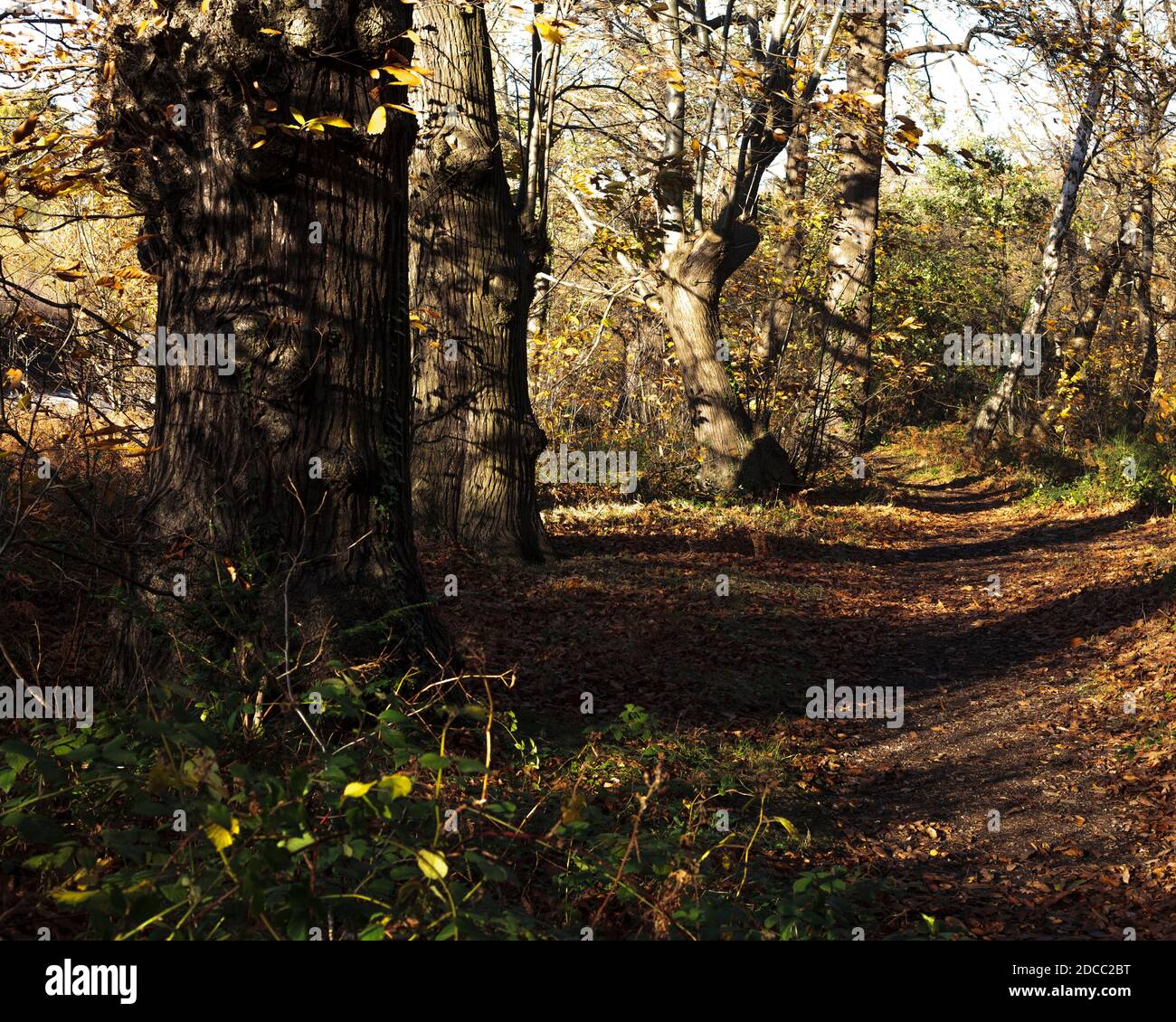 Waldspaziergang im tiefen Herbstlicht mit langen Schatten. Stockfoto
