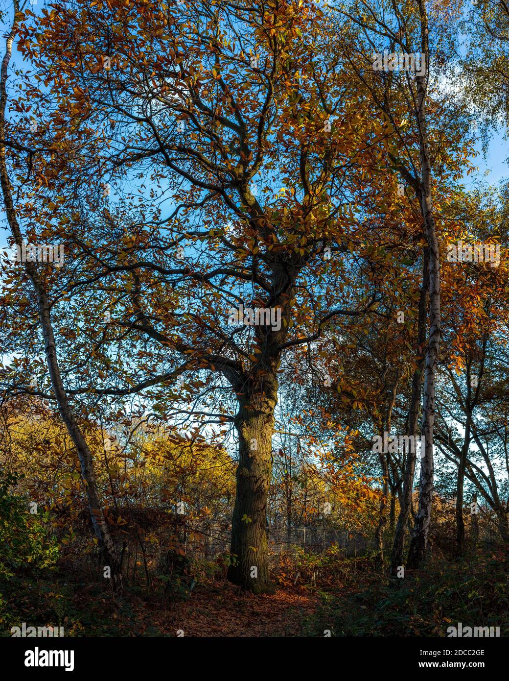 Herbstfarbe auf Waldspaziergang. Stockfoto