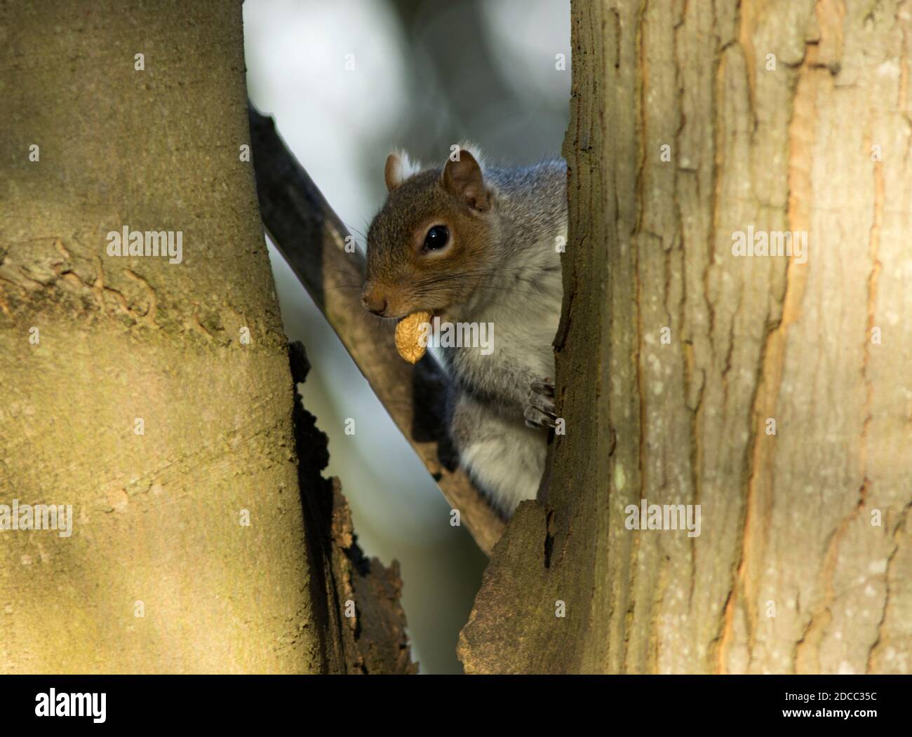 Ein Grauhörnchen trägt eine Nuss, um sie an einem sicheren Ort zu lagern, wo sie sie später wieder aufholen kann. Eichhörnchen haben ein ausgezeichnetes Gedächtnis und können sich erinnern Stockfoto