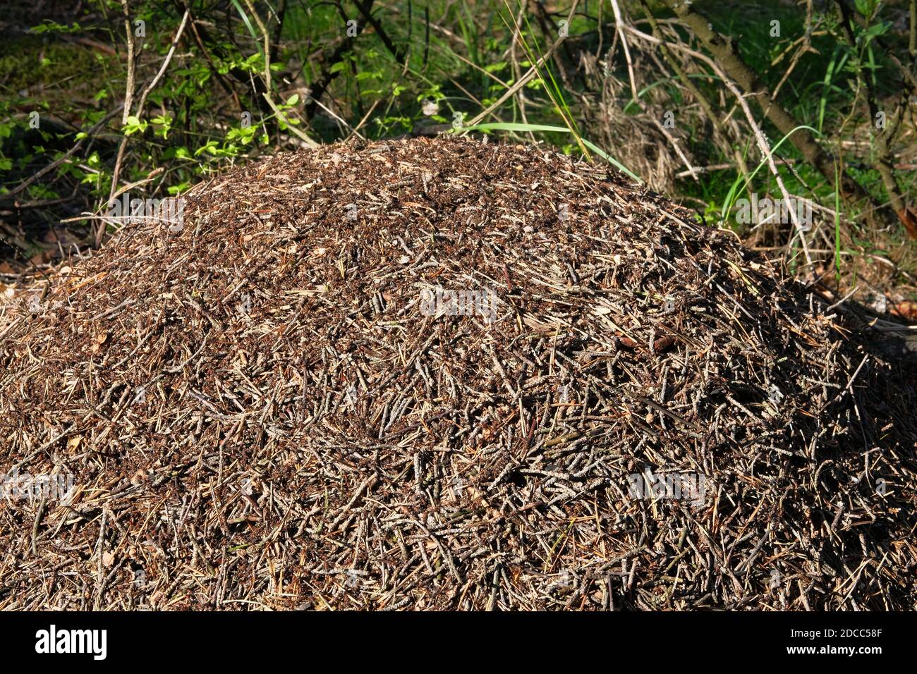 Wald Ameisenhaufen Landschaft. Ameisenhaufen unter dem Parkbaum. Natur Wildtiere, Nahaufnahme. Stockfoto