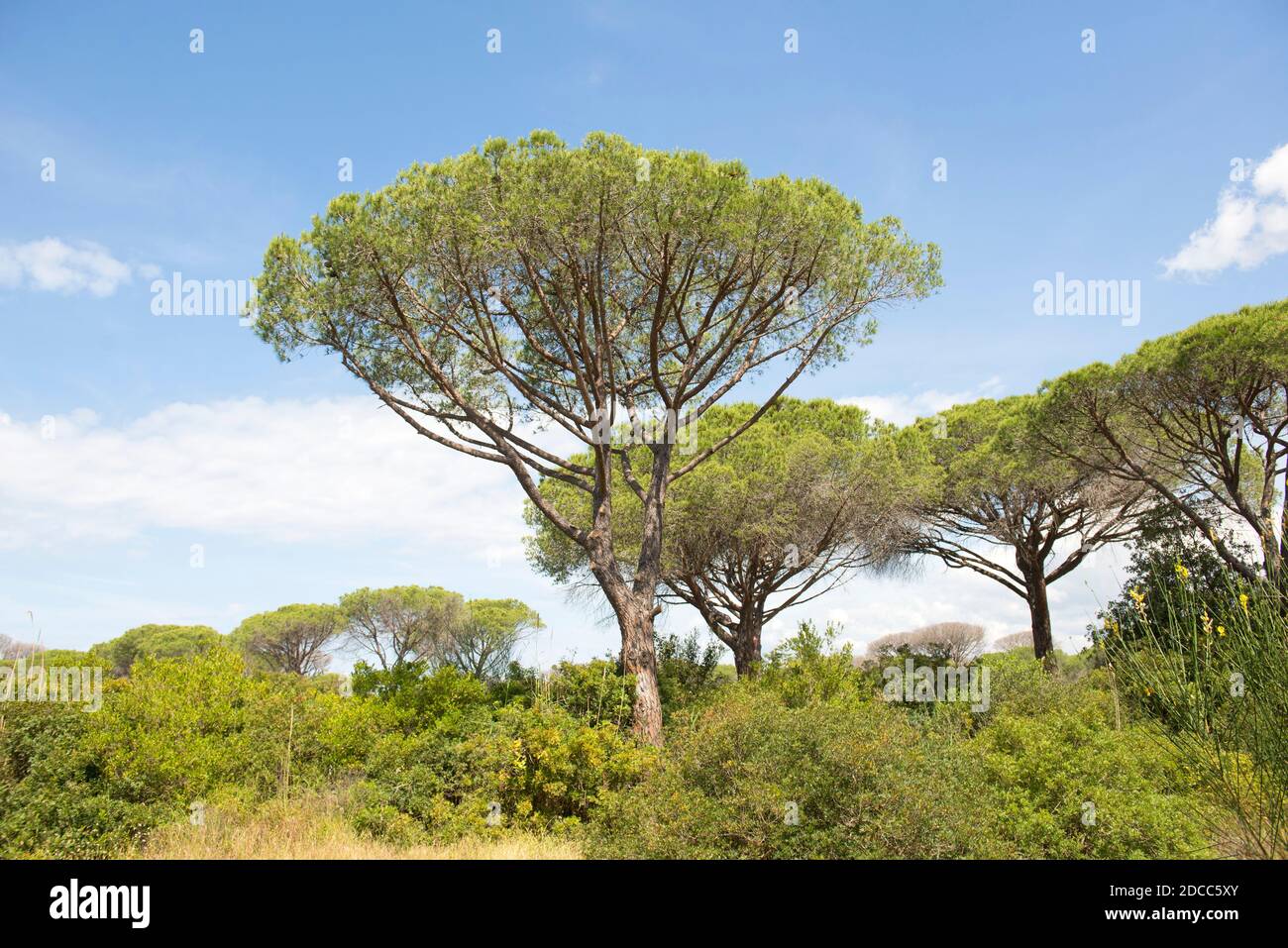 Pinienwald und mediterrane Macchia im Regionalpark Maremma In der Toskana Stockfoto