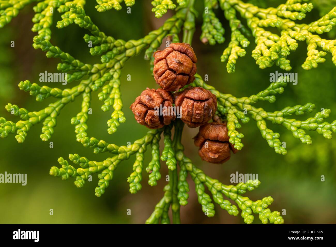 Braune Zapfen auf einer Lawson Zypresse Baum (Chamaecyparis lawsoniana) im Spätherbst oder November, Großbritannien Stockfoto