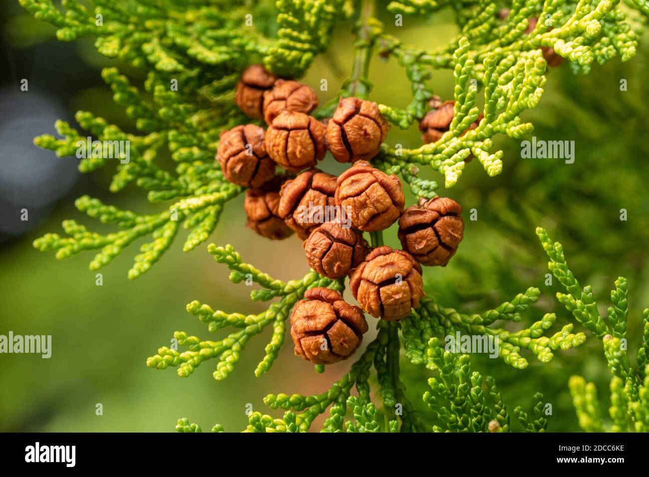 Braune Zapfen auf einer Lawson Zypresse Baum (Chamaecyparis lawsoniana) im Spätherbst oder November, Großbritannien Stockfoto