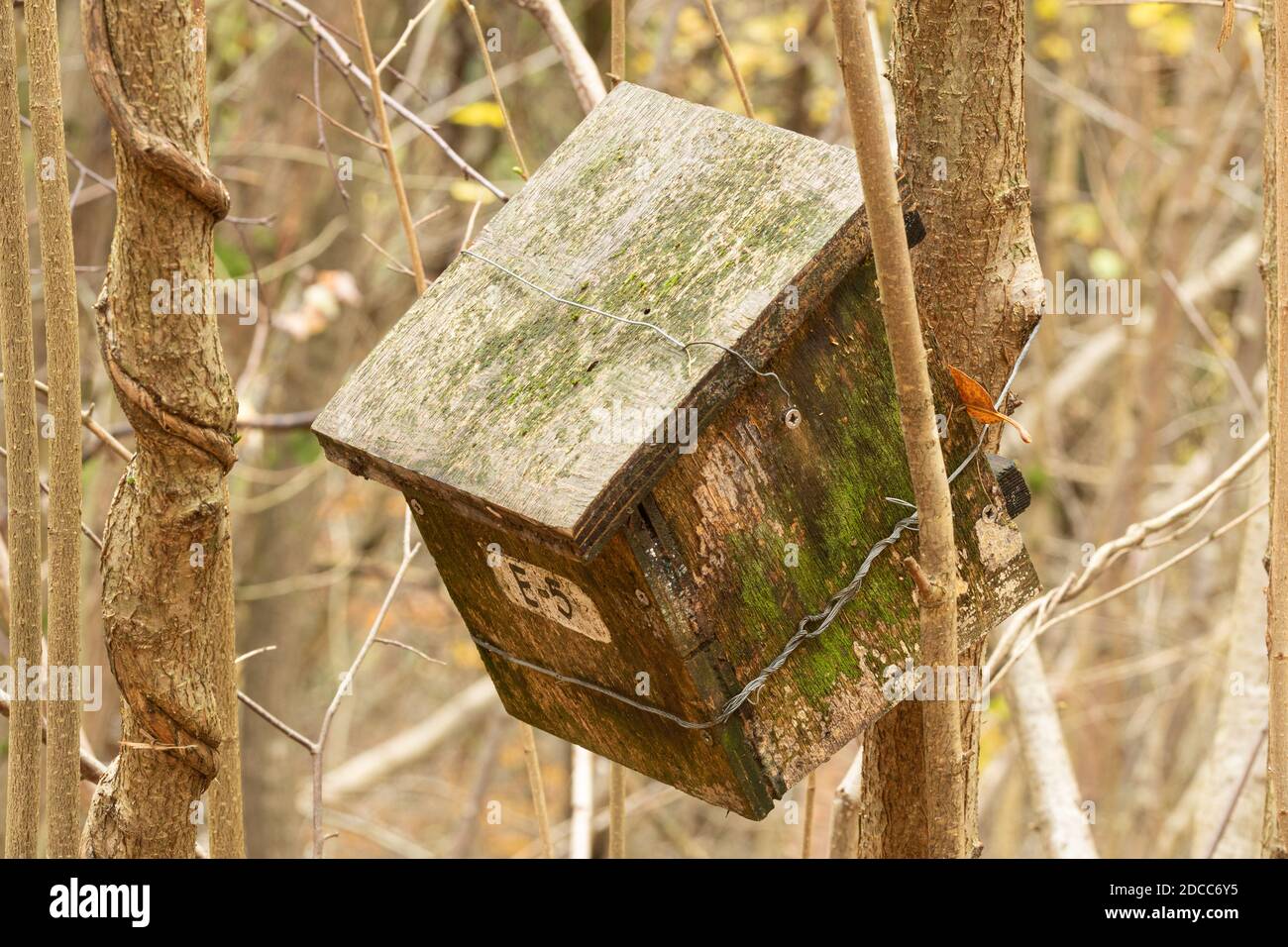 Alte hölzerne Dormouse Nistkasten an einem Haselnussbaum befestigt, Großbritannien Stockfoto
