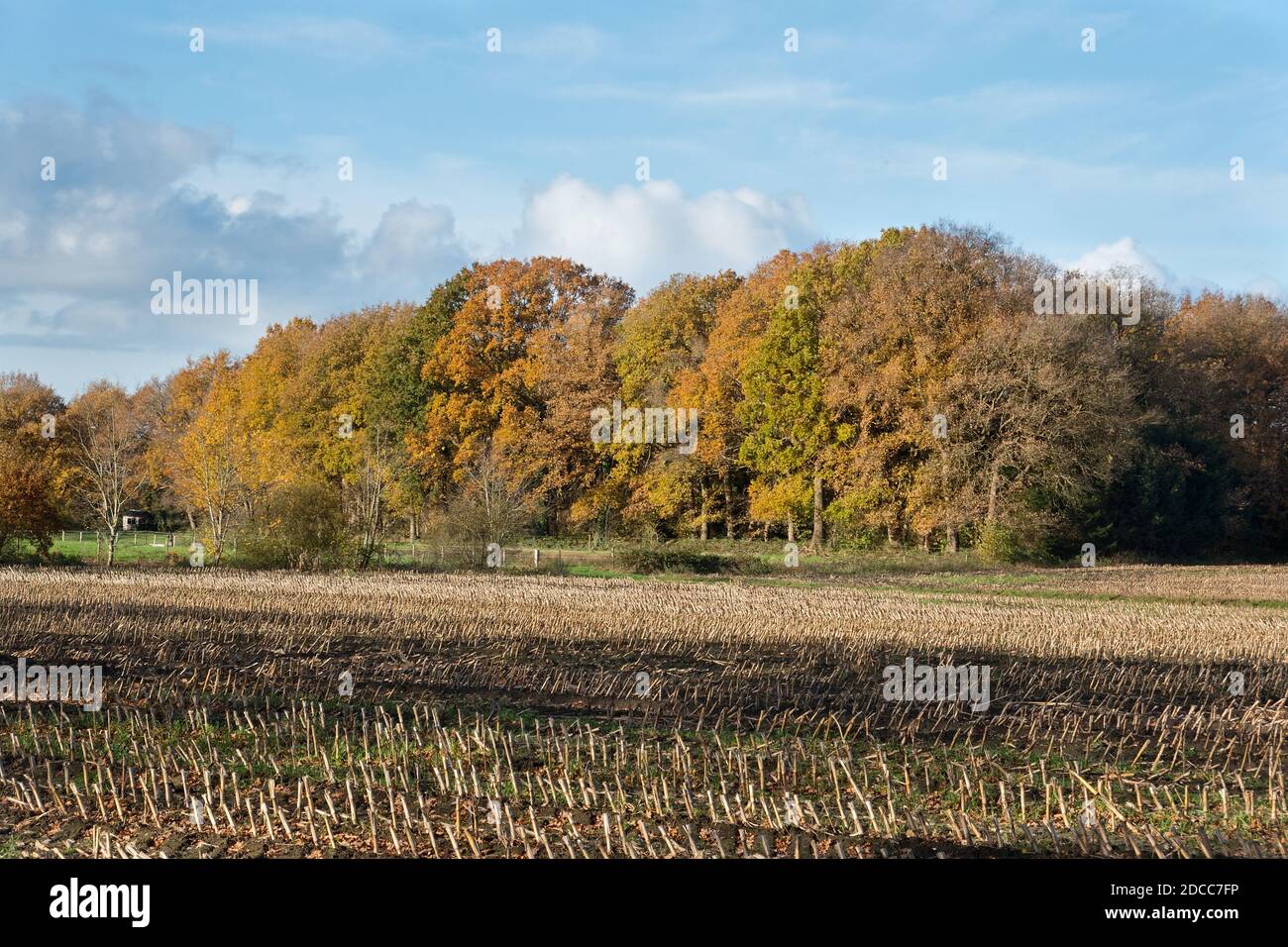 Feld im Herbst mit Maisstielchen nach der Ernte, im Hintergrund ein Wald in Herbstfarben Stockfoto