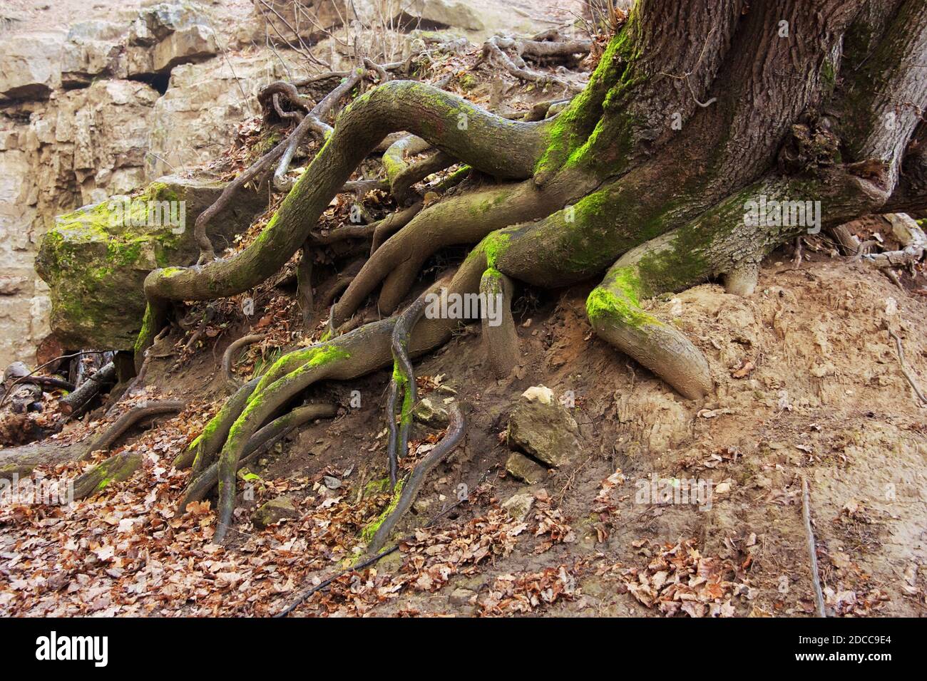 Die Wurzeln des großen alten Baumes. Bergwald. Nahaufnahme Stockfoto