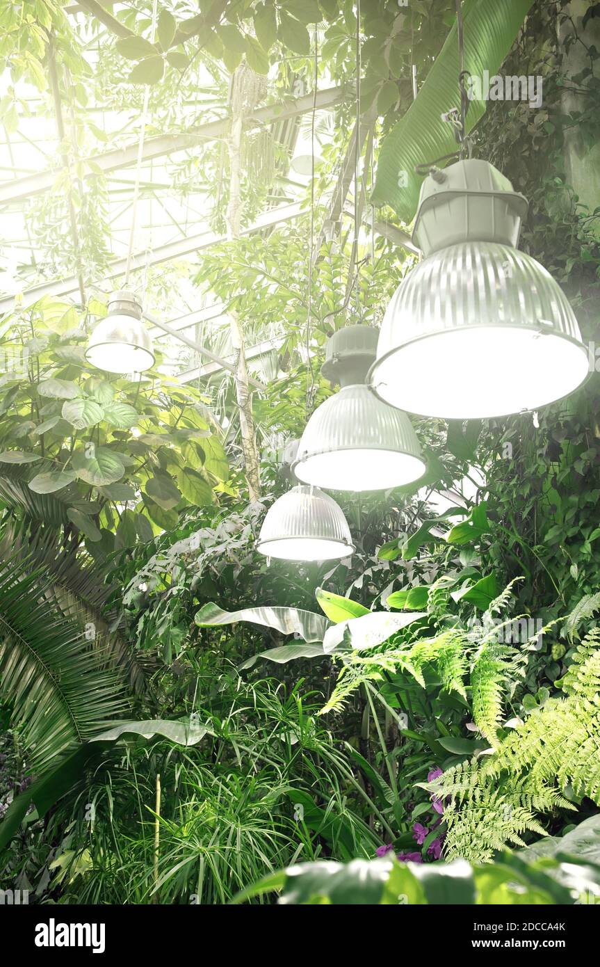 Exotische Pflanzen in Orangerie. Kollektion tropischer Pflanzen. Wintergarten. Botanischer Garten der Staatlichen Universität Moskau (Aptekarskiy Ogorod), Moskau, Russland Stockfoto