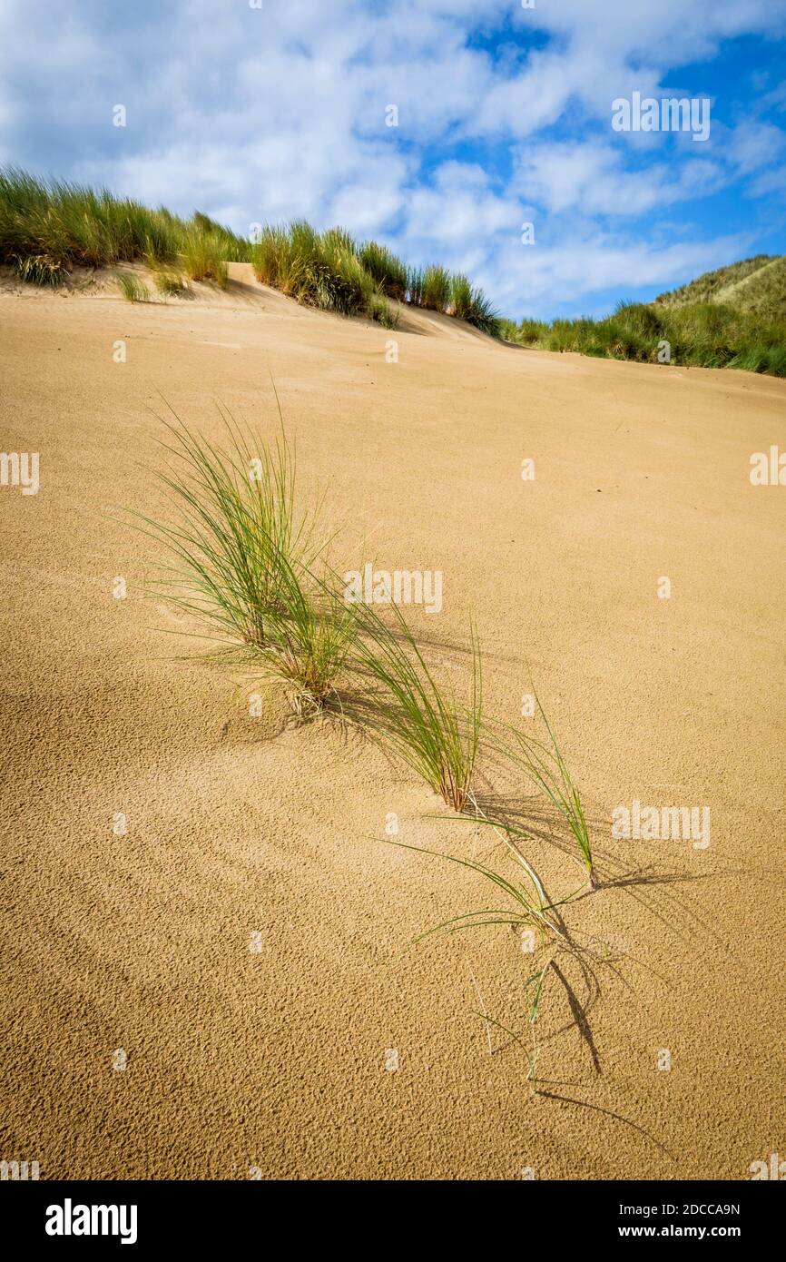 Ein Bild von grasbewachsenen Sanddünen. Stockfoto