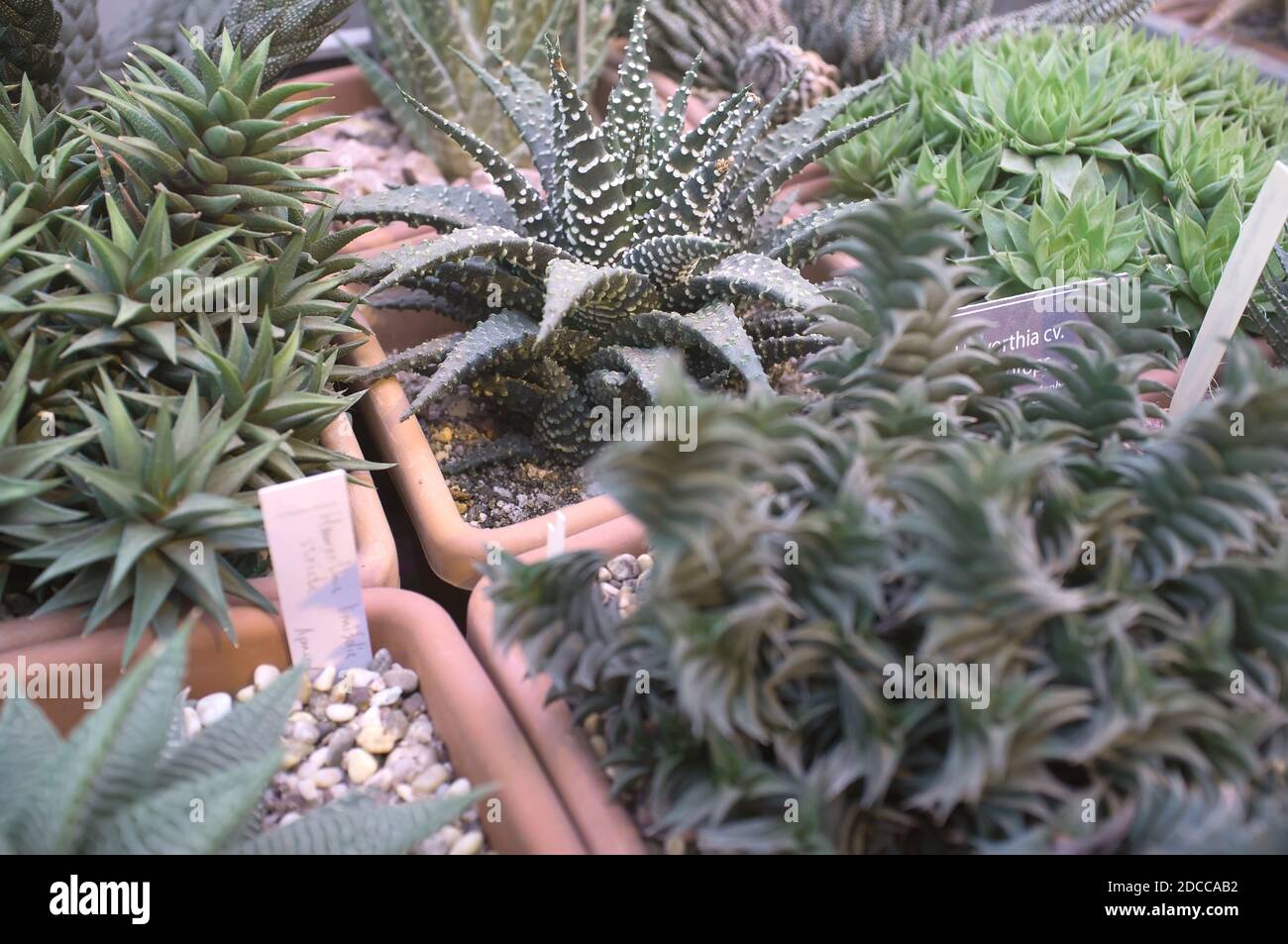 Saftige Pflanzen in einem Blumentopf. Zimmerpflanzen Haworthia. Natur Hintergrund Stockfoto