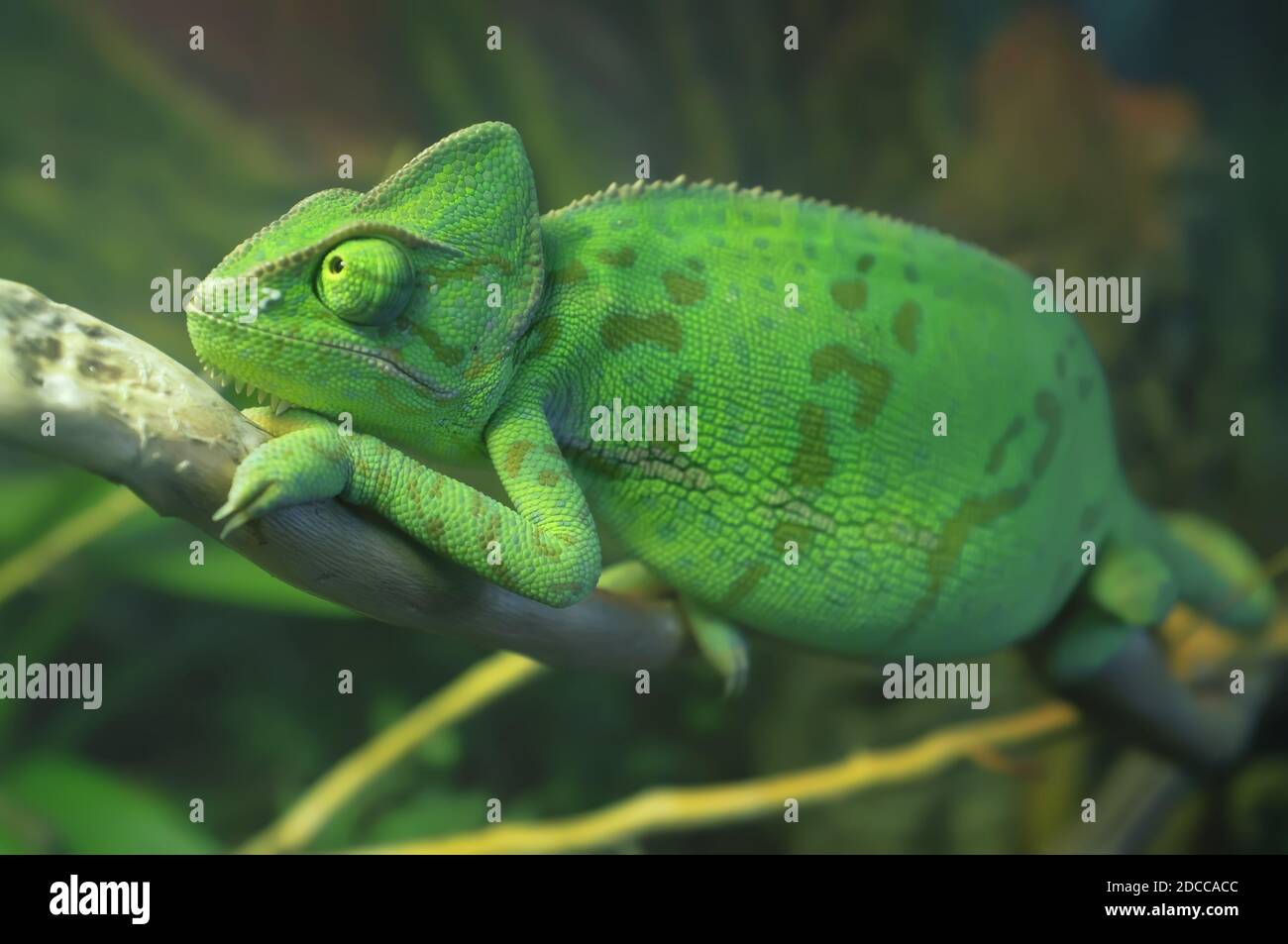 Leuchtend grün geflecktes Chamäleon auf dem Ast sitzend. Verhülltes Chamäleon (Chamaeleo calyptratus) im Terrarium. Nahaufnahme. Stockfoto