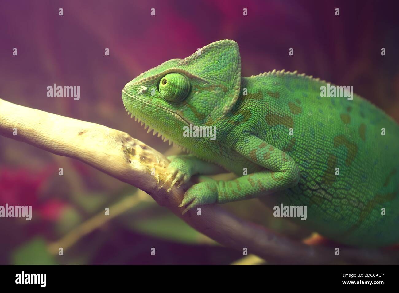 Leuchtend grün geflecktes Chamäleon auf dem Ast sitzend. Verhülltes Chamäleon (Chamaeleo calyptratus) im Terrarium. Nahaufnahme. Stockfoto