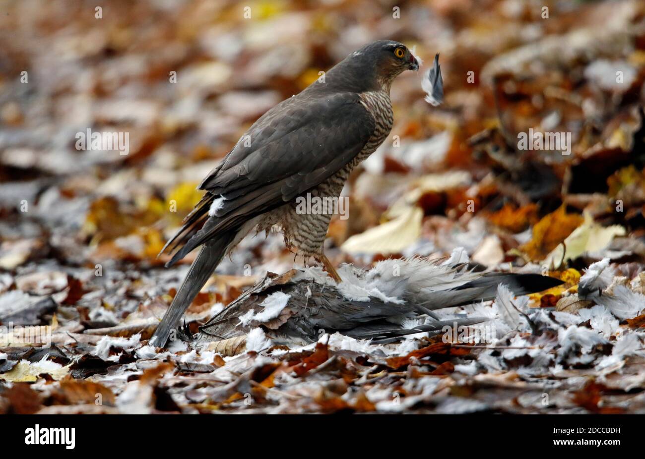 Weibchen Sperber mit Beute Stockfoto