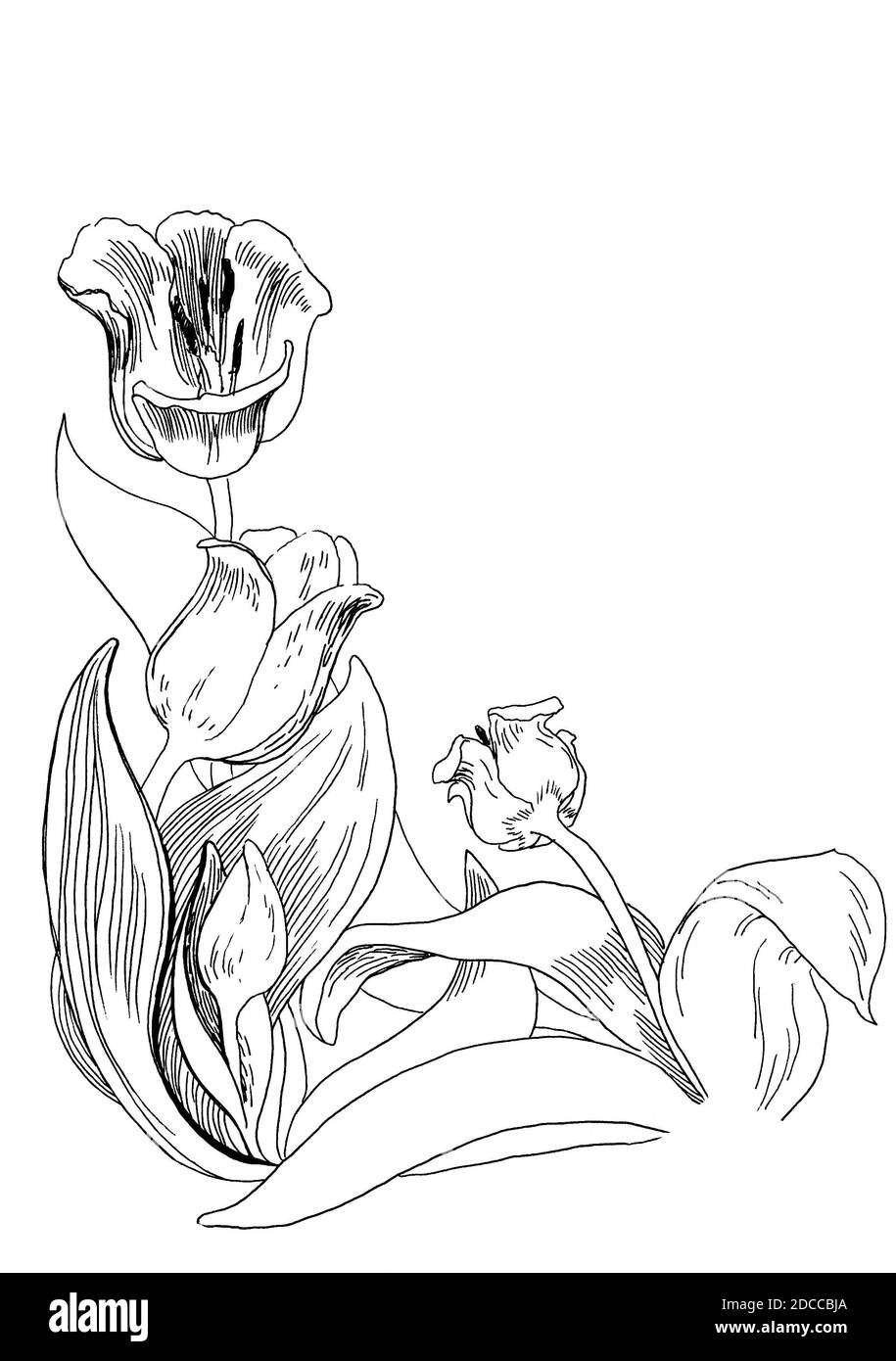 Tusche handgezeichnete Skizze von blühenden Tulpen auf weißem Hintergrund, Freihandzeichnung Stockfoto
