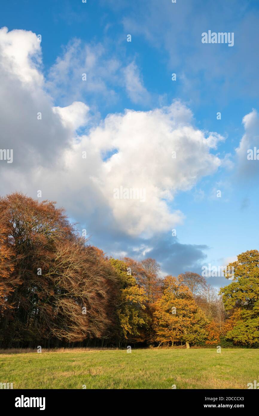 Herbstbäume entlang der chiltern Way in der Nachmittagssonne. Fingerest, Buckinghamshire, England Stockfoto