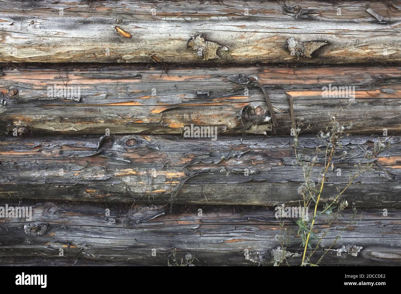 Dunkelgrauer Holzhintergrund. Alte verwitterte Blockwand. Zerkratzte, schäbige Holzstämme Stockfoto