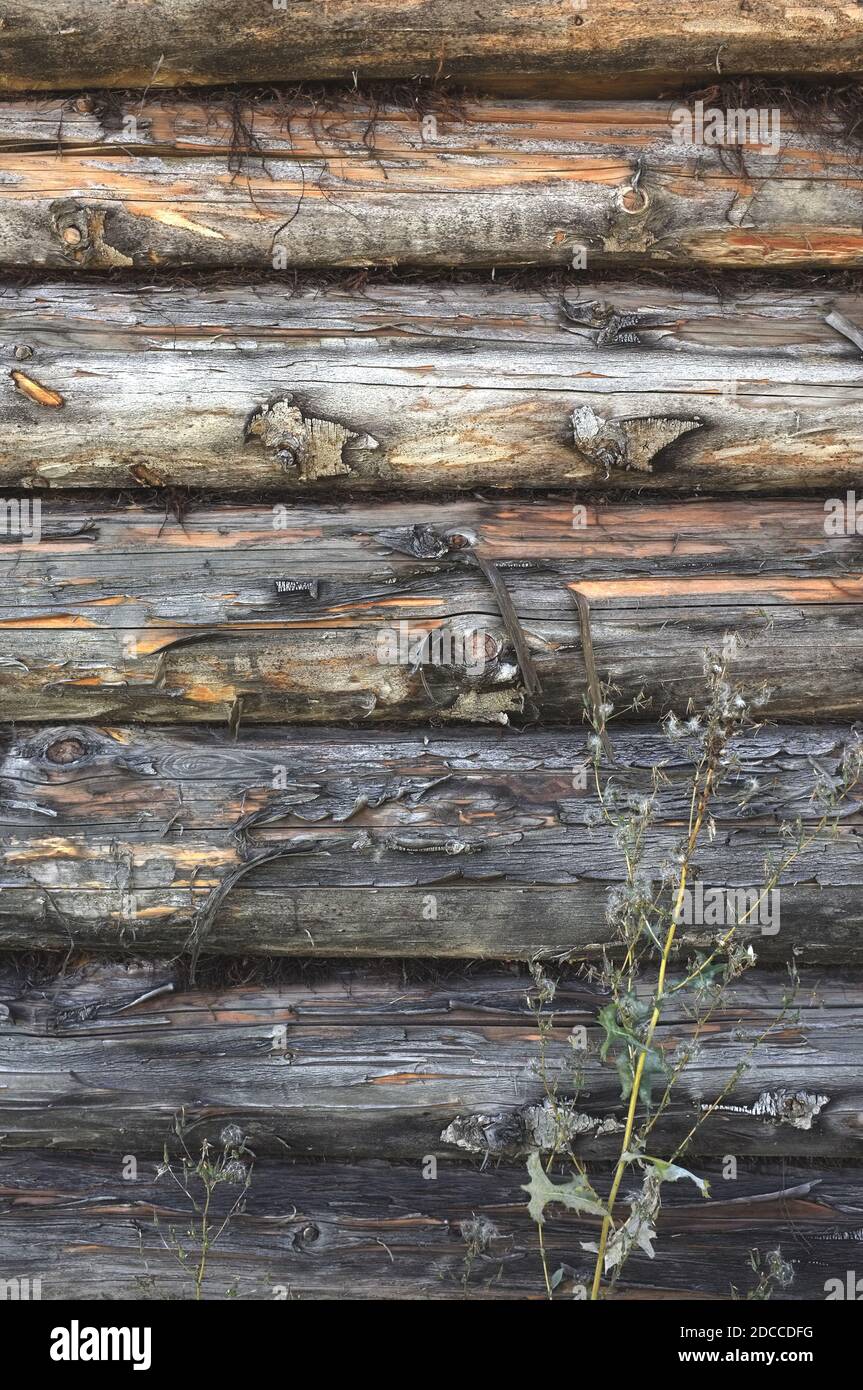 Alte verwitterte Blockwand. Zerkratzte, schäbige Holzstämme. Dunkelgrauer Holzhintergrund Stockfoto