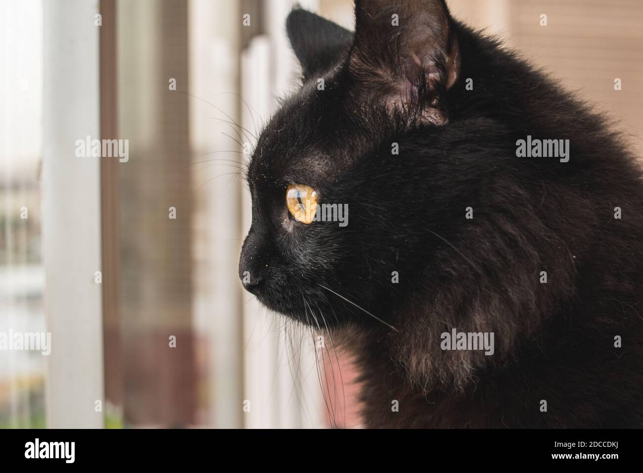 Selektiver Fokus einer sehr hübschen schwarzen Katze mit gelben Augen, die mit einem tiefen Blick auf die Kamera schauen, Tierportrait Stockfoto