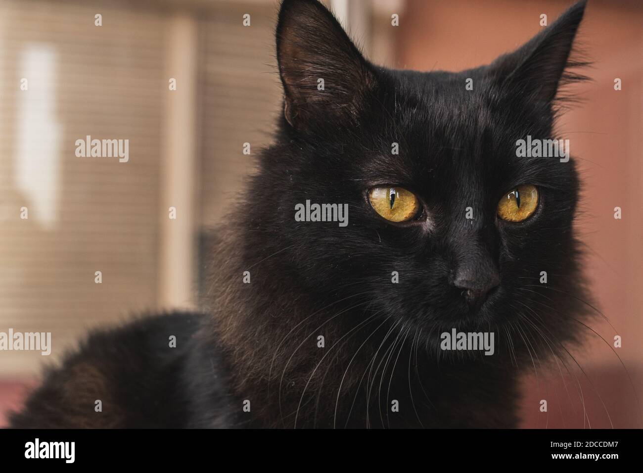 Selektiver Fokus einer sehr hübschen schwarzen Katze mit gelben Augen, die mit einem tiefen Blick auf die Kamera schauen, Tierportrait Stockfoto