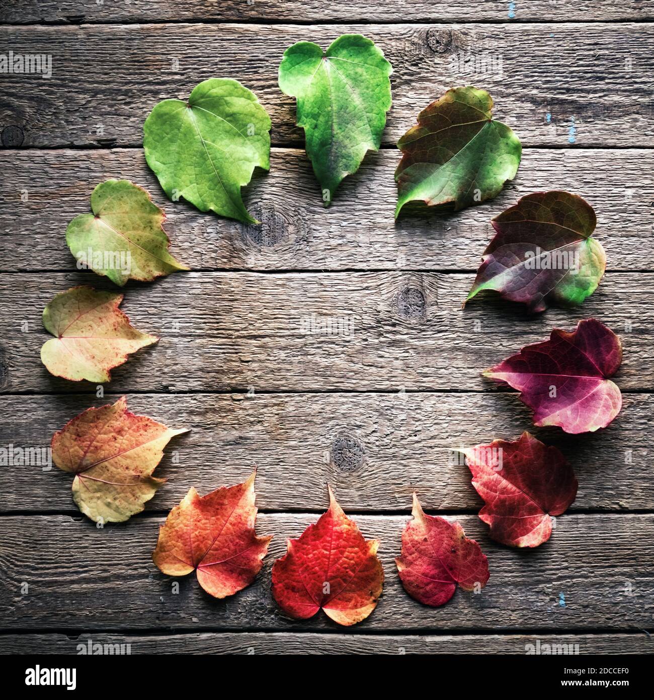 Die bunten Blätter sind harmonisch in einem Farbkreis wie eine Uhr auf einem hölzernen Hintergrund angeordnet. Das Konzept der wechselnden Jahreszeiten Stockfoto