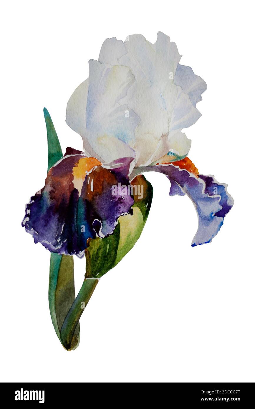 Helle und dunkelviolette Blütenblätter Iris isoliert Aquarell Kunst Stockfoto