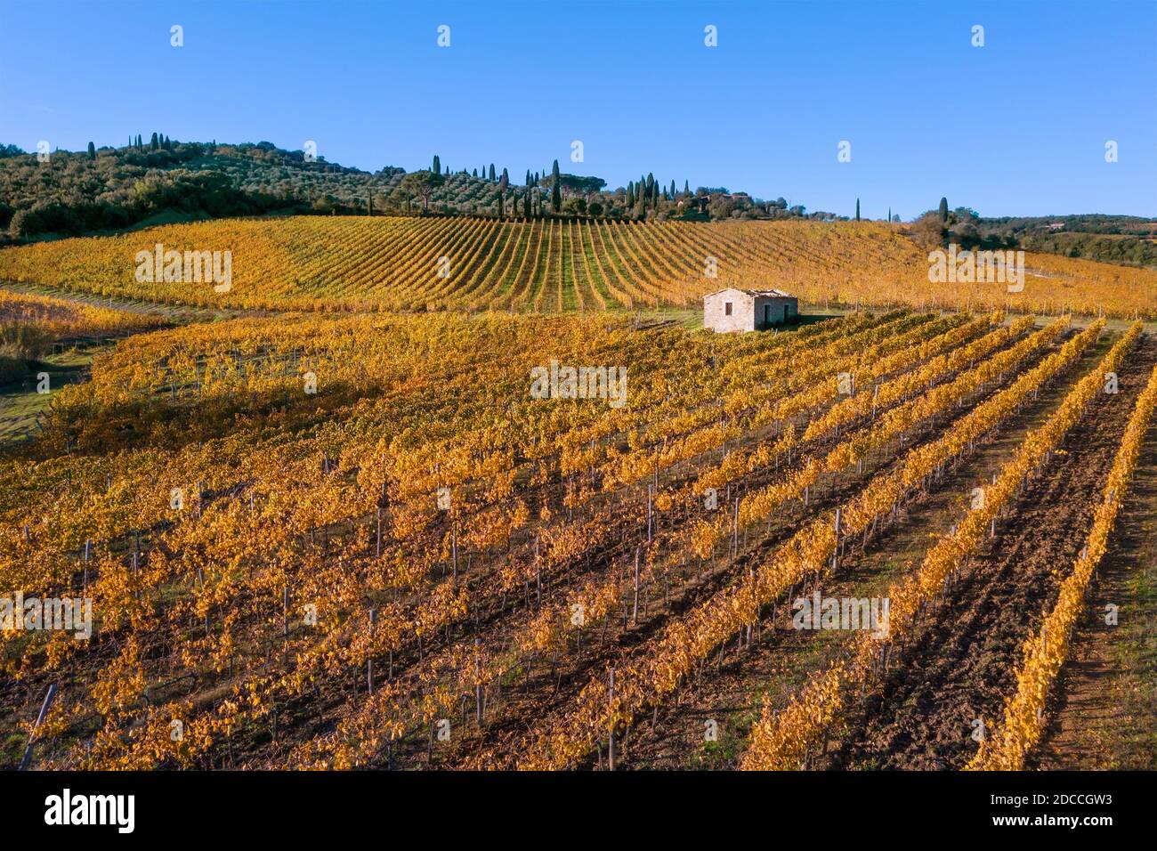 Über gelber Farbe fliegen Weinbergreihen schossen im kalten Herbst, nachdem die Ernte abgeschlossen war. Italienische Chianti-Region Lage. Weinbau oder Wein-g Stockfoto