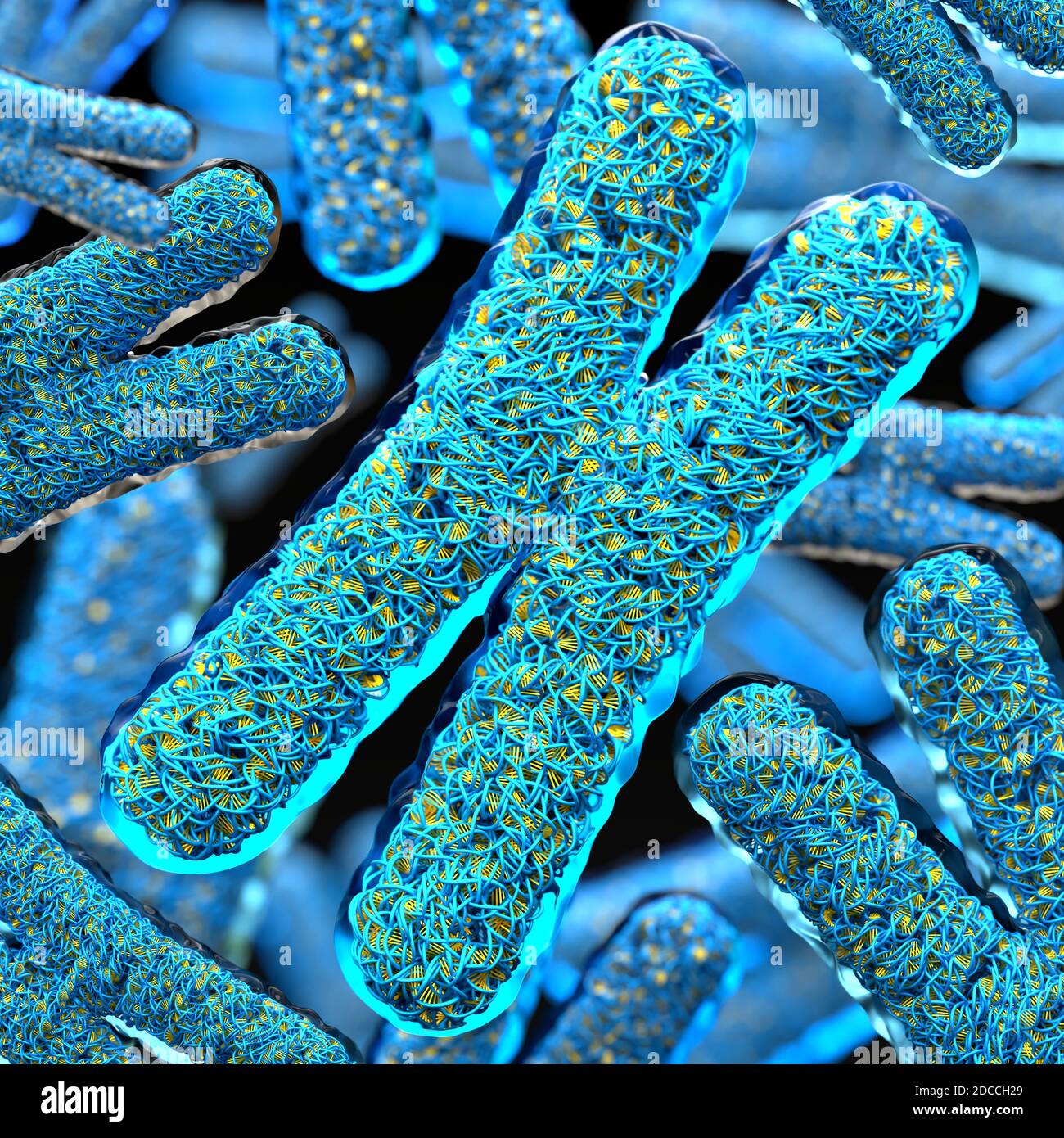 Nahaufnahme einer Gruppe von transparenten Chromosomen mit sichtbaren gefüllt DNA Stockfoto Nahaufnahme einer Gruppe von transparenten Chromosomen mit sichtbaren gefüllt DNA Stockfoto