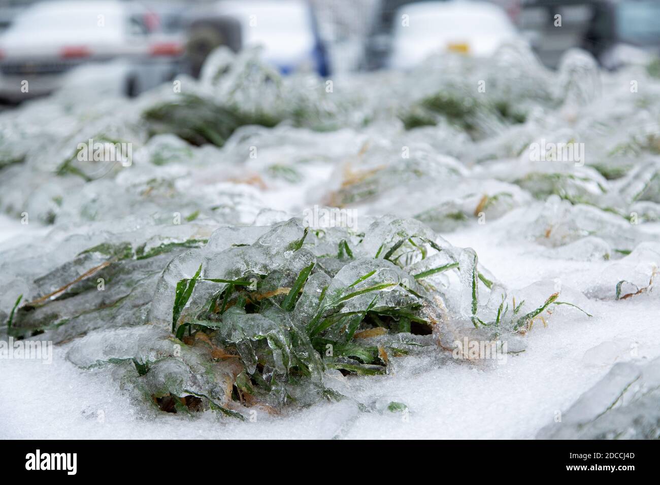 Das grüne Gras auf dem städtischen Rasen wurde vom Regen nass und mit einer Eiskruste bedeckt. Stockfoto
