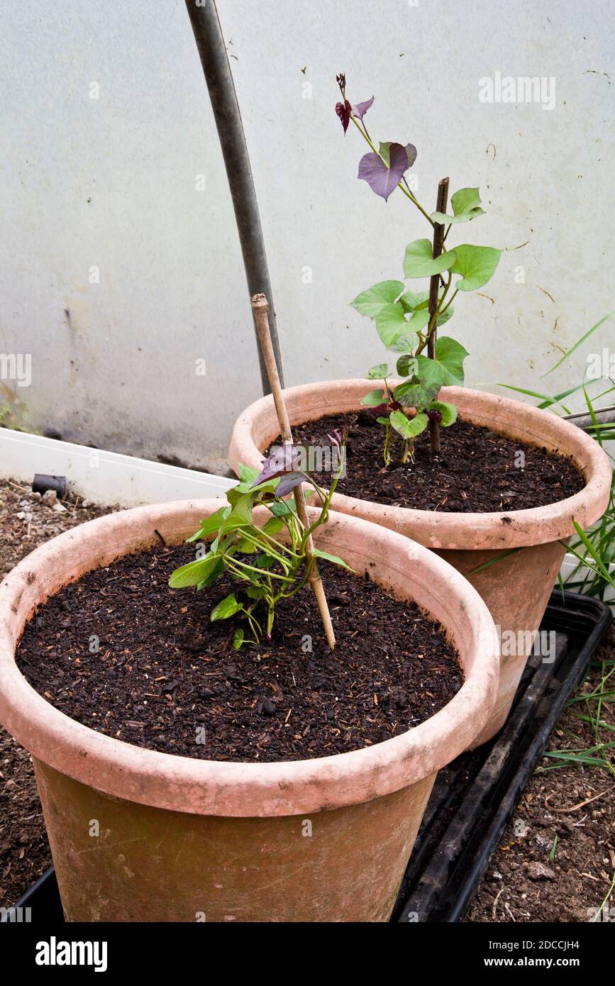 Junge süße Kartoffelpflanzen wachsen in einem großen Pflanzentopf In einem Polytunnel Stockfoto