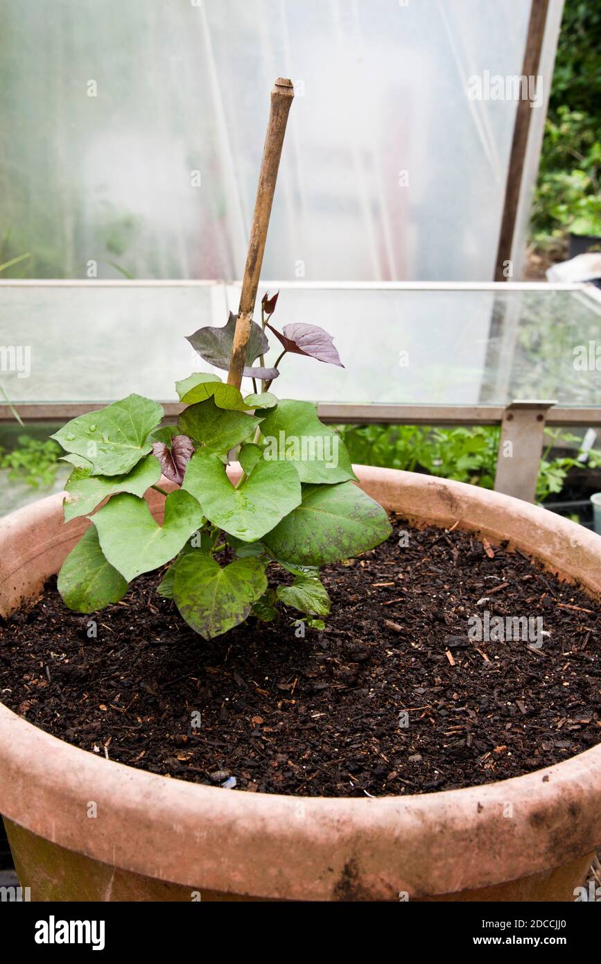 Junge süße Kartoffel-Pflanze wächst in einem großen Pflanzentopf In einem Polytunnel Stockfoto