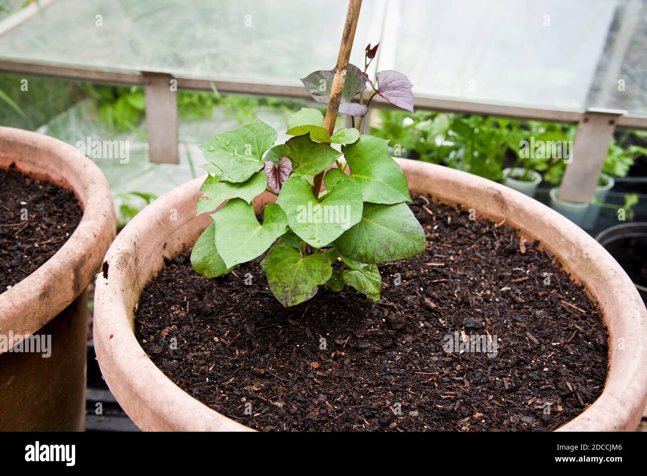 Junge süße Kartoffel-Pflanze wächst in einem großen Pflanzentopf In einem Polytunnel Stockfoto