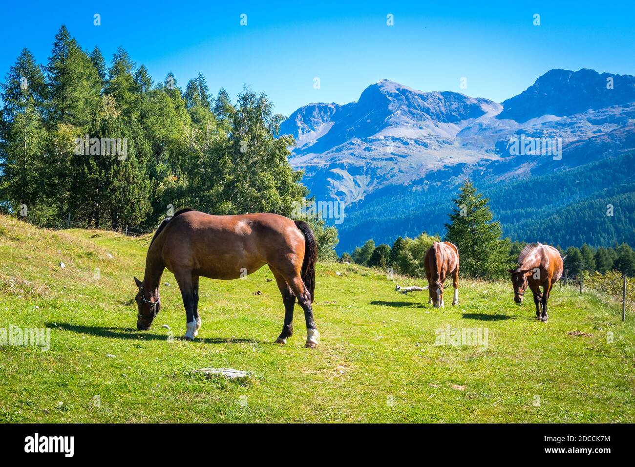 In der Nähe des Sils-Sees und des Dorfes Sils im Oberengadiner Tal (Graubünden, Schweiz) weiden drei braune Pferde auf grünen Feldern Stockfoto
