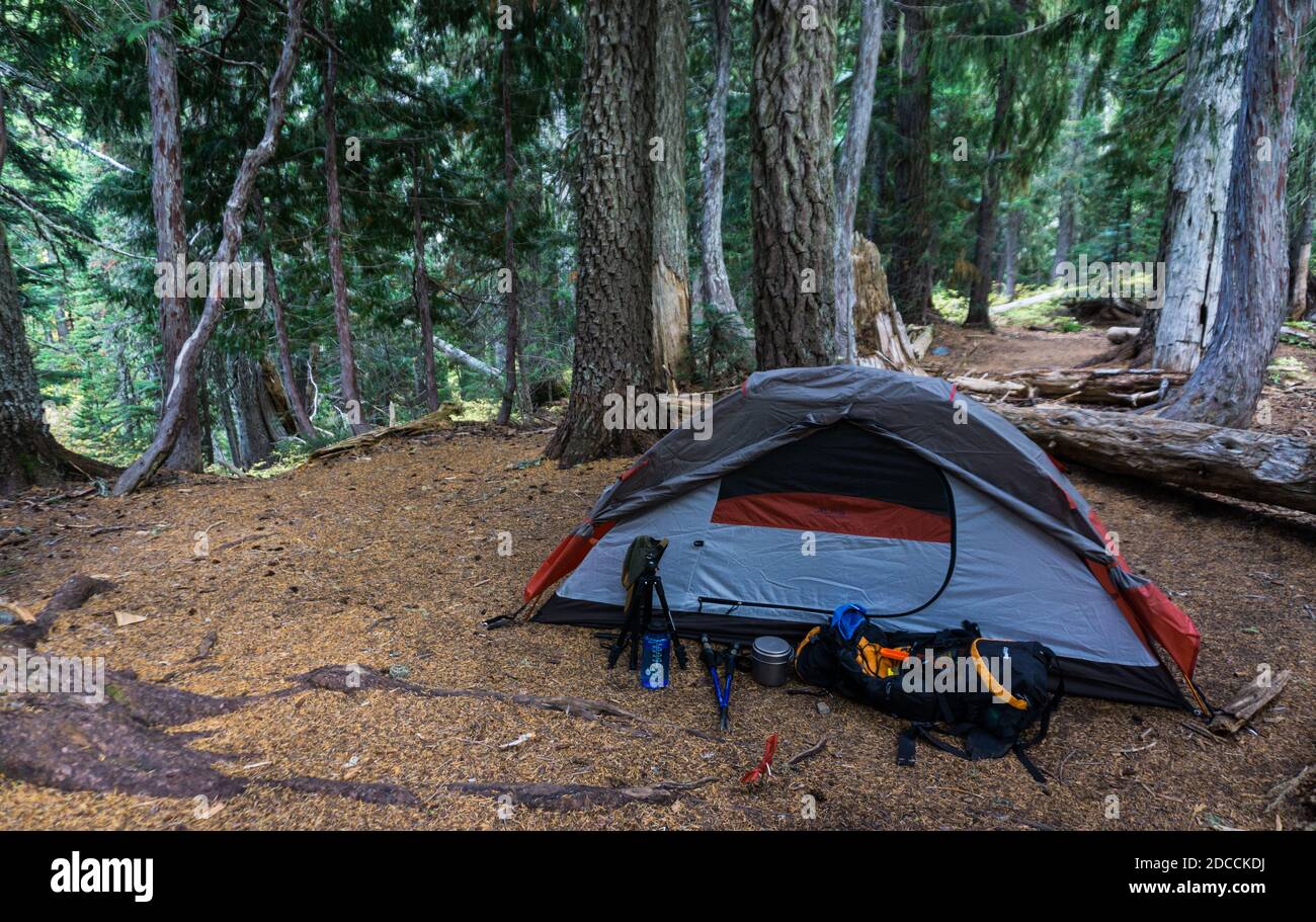 Ein Rucksackzelt, Rucksack und Trekkingstöcke umgeben von Bäumen Stockfoto