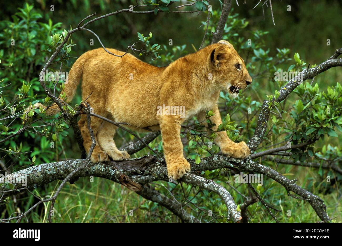 AFRICAN LION PANTHERA LEO, CUB IM BAUM STEHEND, KENIA Stockfoto
