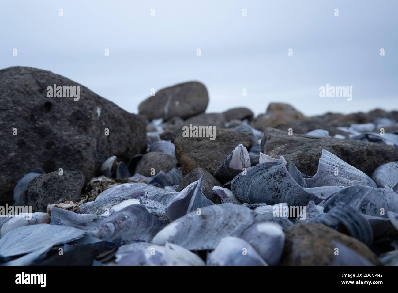 Blaue Muscheln an einem Strand gewaschen Stockfoto