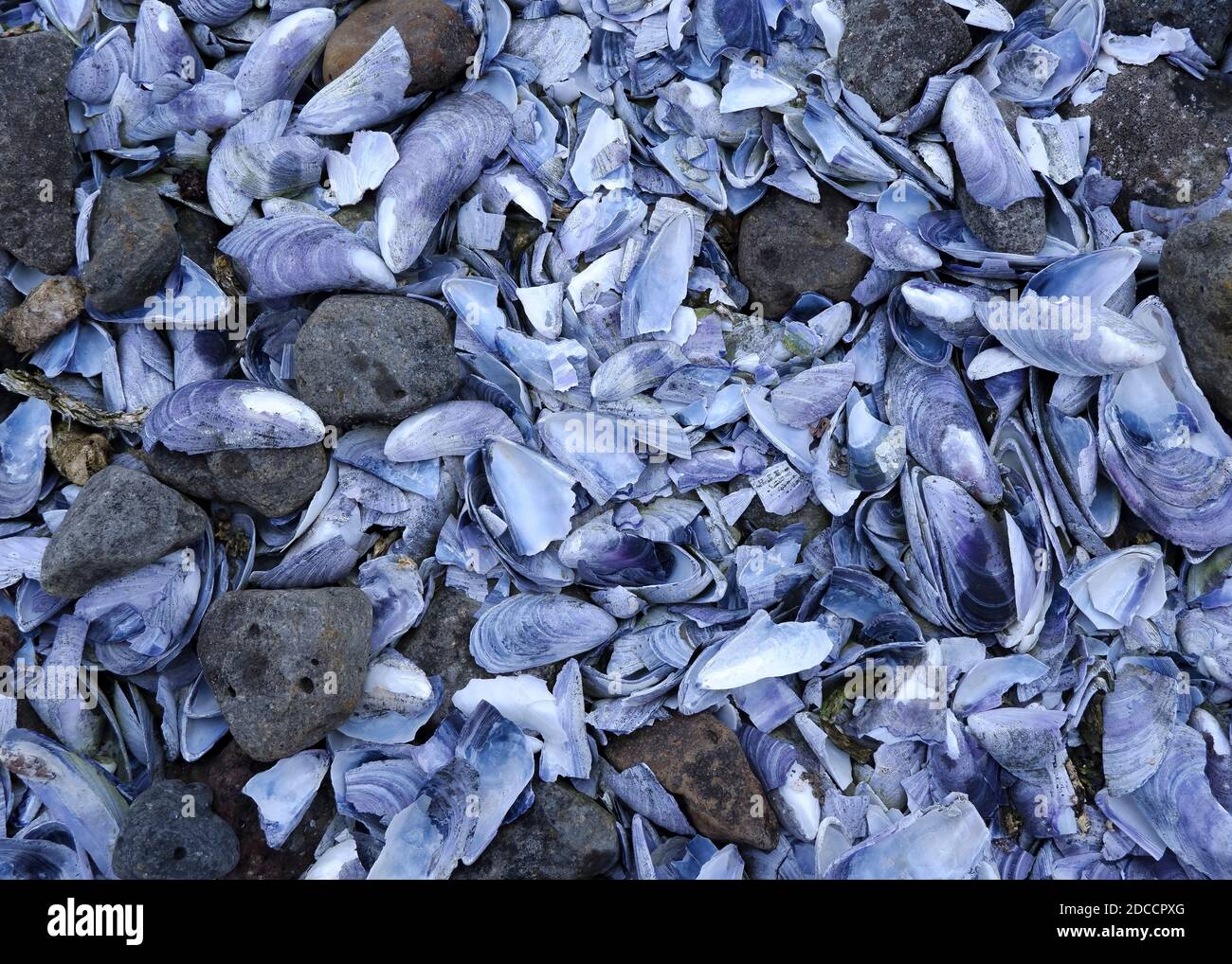 Blaue Muscheln an einem Strand gewaschen Stockfoto