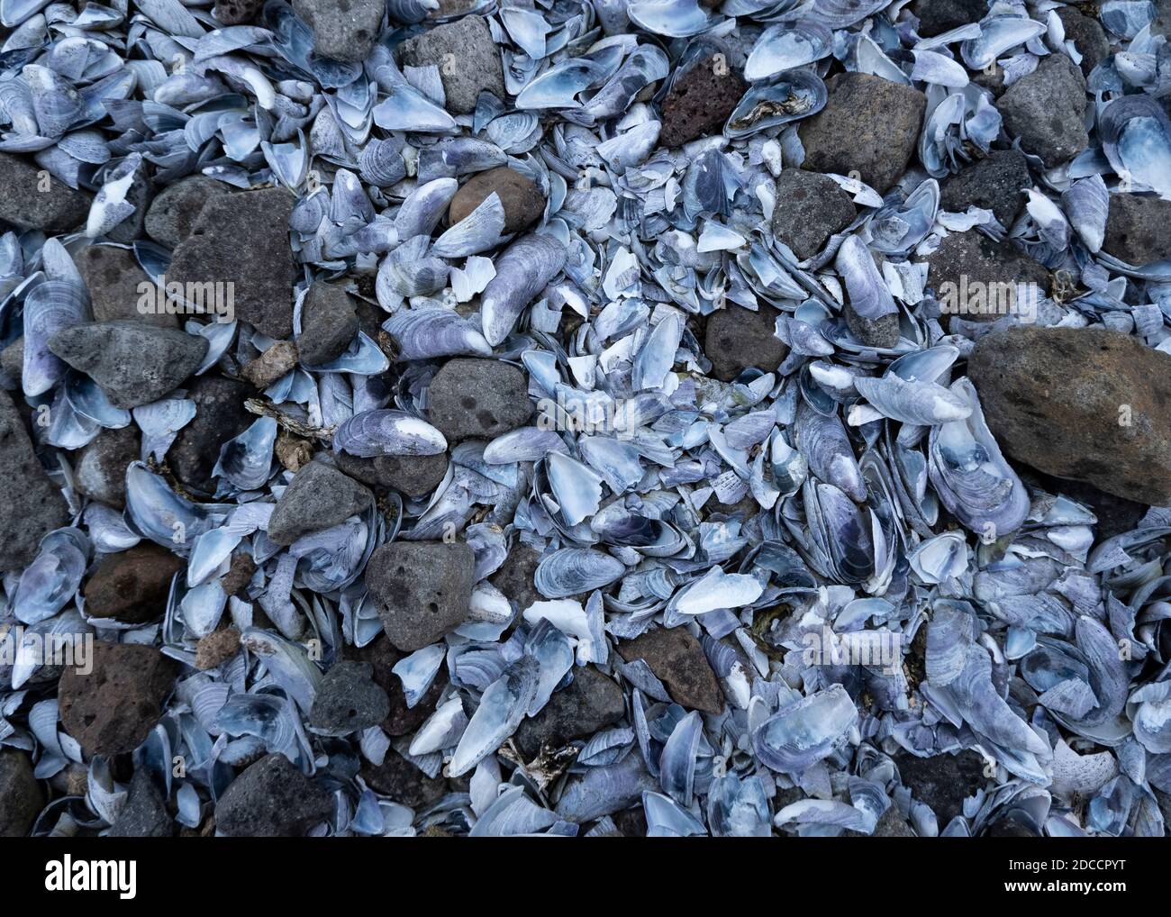 Blaue Muscheln an einem Strand gewaschen Stockfoto