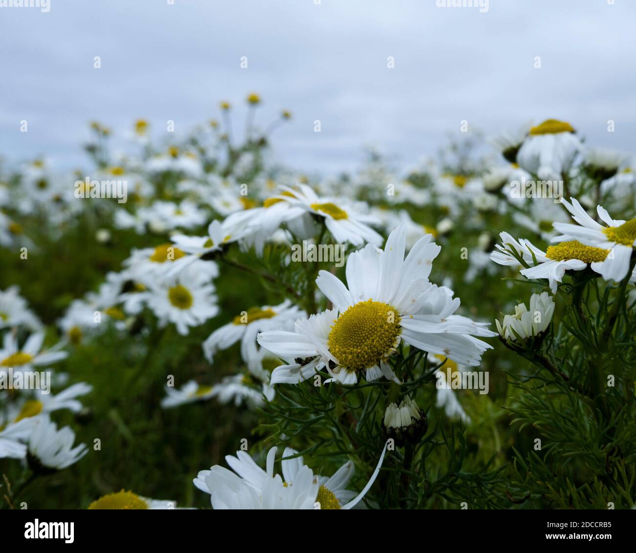 Tripleurospermum maritimum in ostisland Stockfoto