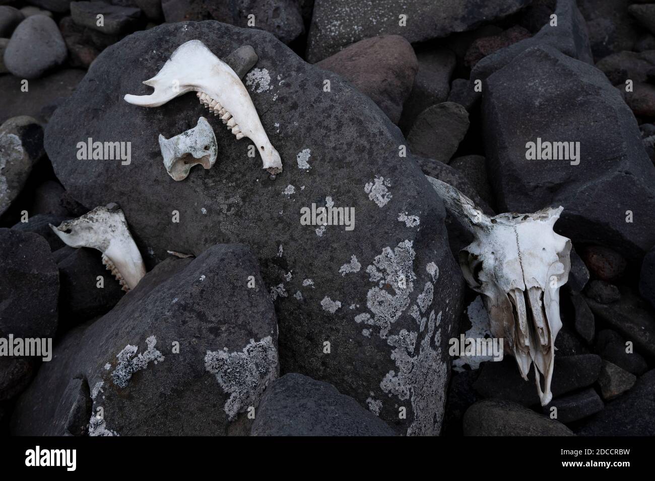 Schafe bleibt im ländlichen Island Stockfoto