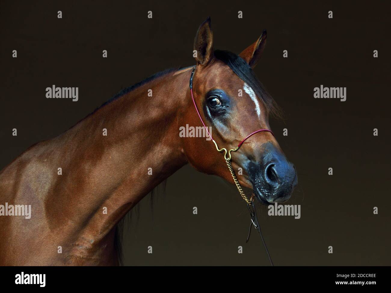 Vollblutaraber Pferd, Porträt einer bay Mare mit Schmuck Gebiß in dunklen Hintergrund Stockfoto