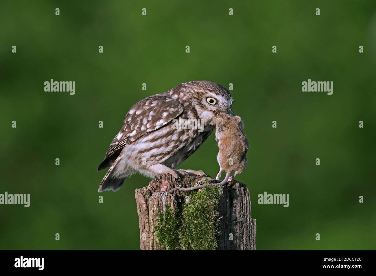 Kleine Eule (Athene noctua) mit gefangener Mäusebeute, die auf einem alten, verwitterten Zaunpfosten entlang der Wiese thront Stockfoto